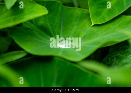 Taro- oder Colocasia esculenta, auch Taro- oder Elefantenohr genannt, ist eine tuberöse, stiellose, frostweiche Staude der Familie der Arum Stockfoto