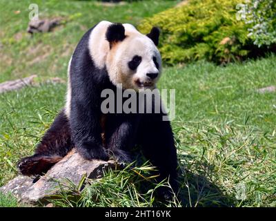 Riesiger Panda (Ailuropoda melanoleuca), der auf einem Stein sitzt Stockfoto