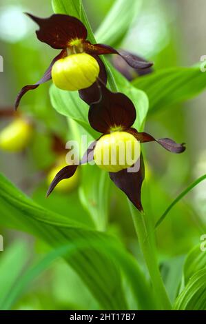 Porträtaufnahme von zwei Blüten des gelben Frauenschuh (Cypripedium calceolus) Stockfoto