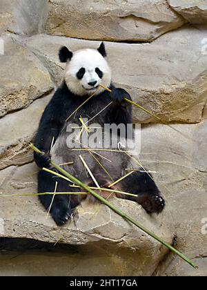 Blick auf den riesigen Panda (Ailuropoda melanoleuca) von vorne und auf den Felsen sitzender Bambus Stockfoto