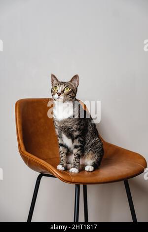 Weiche, kurze Haare graue gestreifte Katze mit weißem Bauchmotiv auf braunem Lederstuhl mit weißem, isoliertem Hintergrund Stockfoto