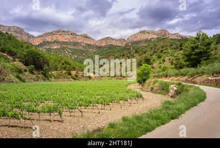 Weinberge von felsigen Bergen in der Weinbauregion Priorat, Tarragona, Katalonien, Spanien. Stockfoto