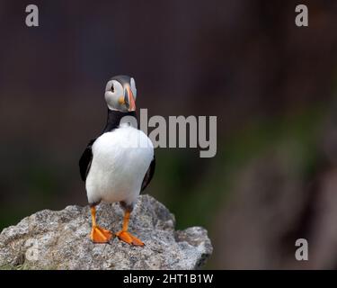 Puffin steht auf einem Felsen Stockfoto