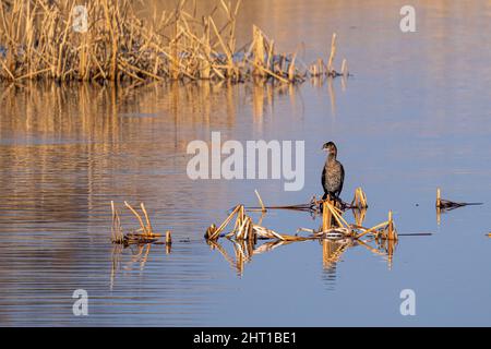 Nahaufnahme eines Kormorans der Alten Welt, der im See sitzt Stockfoto