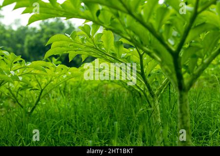 Der Elefantenfußjam oder Olkochu ist ein hervorragendes, in Bangladesch traditionell angebautes Gemüse aus der sehr alten Zeit. Stockfoto