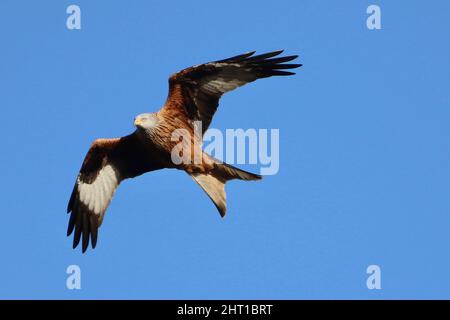 Red Kite im Flug im Harewood Estate, Leeds Stockfoto