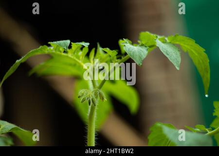 Die Blüte in Tomatenpflanzen ist eines der wichtigsten und wichtigsten phänologischen Stadien dieser Ernte, die ein großartiges Gemüse bilden Stockfoto