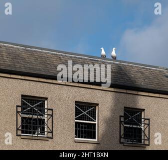 25. Februar 2022. South Street, Elgin, Moray, Schottland. Das sind 2 Möwen auf einem mehrstöckigen Parkplatz, die ihre Augen auf ihr Territorium richten. Stockfoto