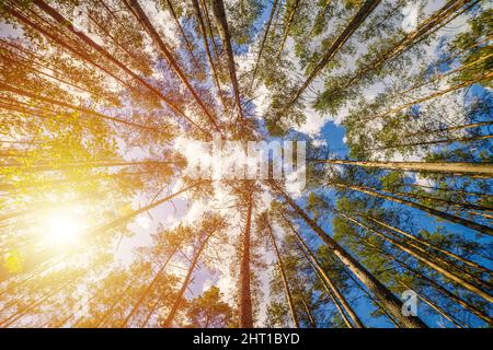 Kiefernwald gegen blauen Himmel, Rattenblick Stockfoto