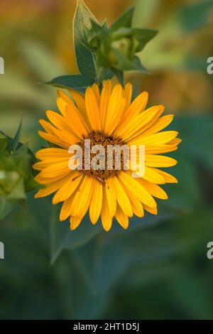 Vertikale Nahaufnahme der Helianthus mollis, ashe Sonnenblume. Stockfoto