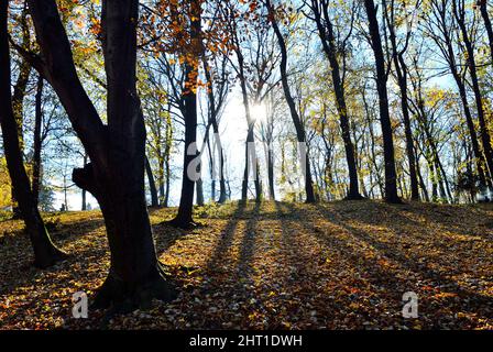 Hinter den Bäumen im Wald scheint Sonnenlicht Stockfoto