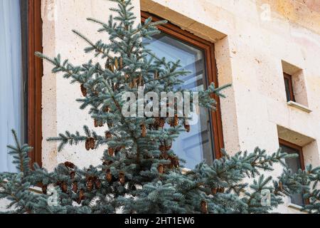 Blaue Fichte mit Zapfen steht vor dem Fenster eines weiß getünchten Steinhauses. Stockfoto