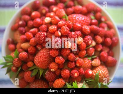 Draufsicht auf wilde Erdbeeren auf dem Teller Stockfoto