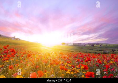 Strahlender Sonnenaufgang im Mohnfeld. Rote Mohnblumen im Licht der untergehenden Sonne. Sonnenstrahlen auf einem Mohn-Feld im Sommer. Aufgehende Sonne über der RE Stockfoto