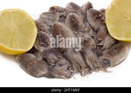 Roher Tintenfisch und zwei Scheiben Zitronen auf weißem Hintergrund. Konzept der Meeresnahrung. Stockfoto