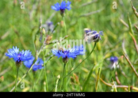 Centaurea cyanus blau blühende Pflanze auf dem Feld, Kornblume in Blüte, Blütenknospe. Stockfoto