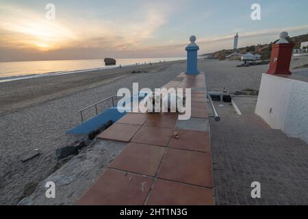 Zwei streunende Katzen, die auf einer Wand fressen. Im Hintergrund der Strand. Stockfoto