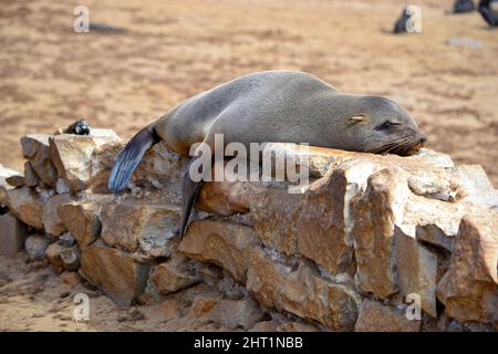 Seelöwe, der auf einer Steinmauer schläft, Skeleton Coast, große Seelöwenkolonie, Namibia, Afrika. Stockfoto