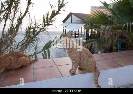 Zwei streunende Katzen, die auf einer Wand fressen. Im Hintergrund der Strand. Stockfoto