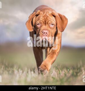 Nahaufnahme der Dogue de Bordeaux. Tierporträt. Stockfoto