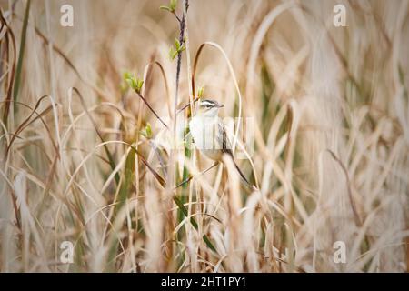 Sedge-Waldsänger (Acrocephalus schoenobaenus), der in langem Gras/Schilf auf dem Fencherland sitzend ist Stockfoto