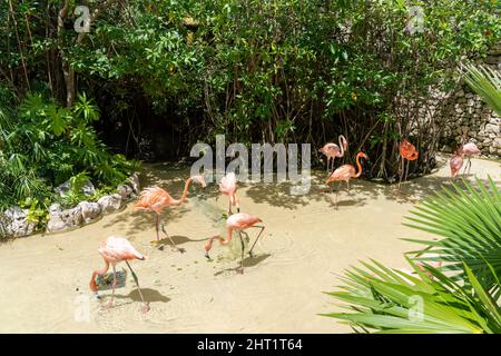 Rosa Flamingos umgeben von tropischen Pflanzen im karibischen Park Stockfoto