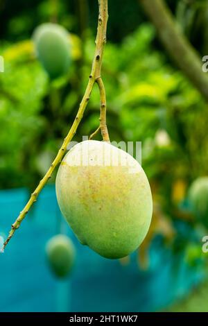 Es ist eine köstliche und saftige Frucht, was bedeutet, dass sie einen großen Samen in der Mitte hat. Mango stammt aus Indien und Südostasien, und die Menschen haben Keulung Stockfoto