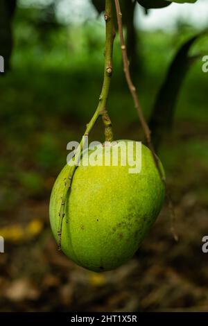 Mango ist eine Frucht, die in den tropischen und subtropischen Ländern der Welt weit verbreitet ist. Mango enthält viele Vitamine Stockfoto