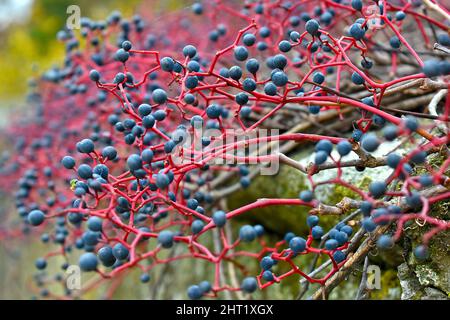 Blaue Beeren, Beeren von wilden Trauben auf roten Zweigen im Spätherbst. Kletterpflanzen (Parthenocissus), weicher Fokus. Stockfoto