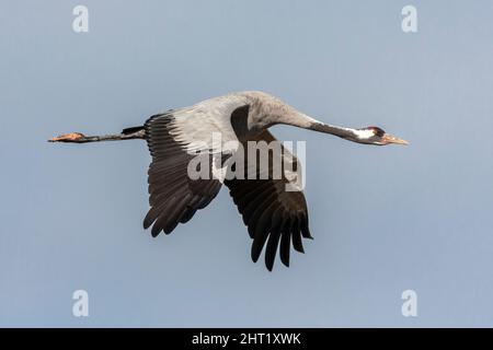 Gewöhnlicher Kran, Grus grus, fliegend, Gallocanta, Spanien Stockfoto