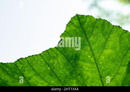 Kürbisblätter sind große, gelappte Blätter, die auf hohlen Stielen wachsen. Sie sind rundlich und haben oft gezackte Kanten Stockfoto