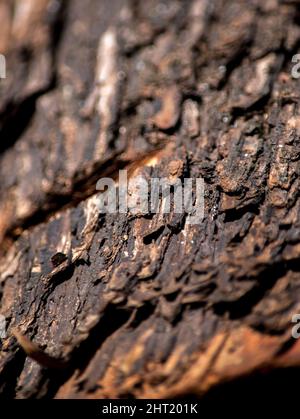 Textur der Rinde eines Baumes Stockfoto