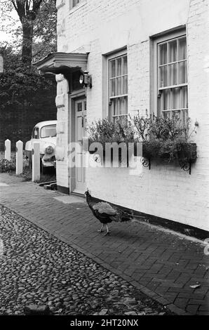 Ein Pfau in Warwick, Warwickshire, West Midlands. 28.. Oktober 1966. Stockfoto