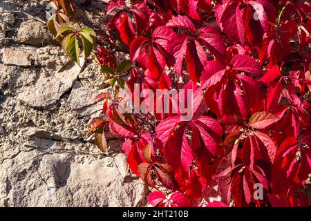 Rote Blätter von Virginia Creeper (Parthenocissus quinquefolia), Klettern auf einer Felswand, im Herbst. Stockfoto