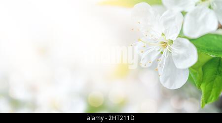 Blühender Obstbaum Zweig Hintergrund. Speicherplatz kopieren Stockfoto