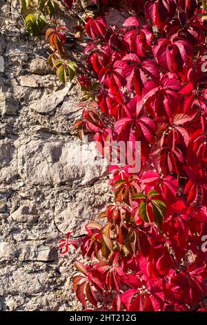 Rote Blätter von Virginia Creeper (Parthenocissus quinquefolia), Klettern auf einer Felswand, im Herbst. Stockfoto