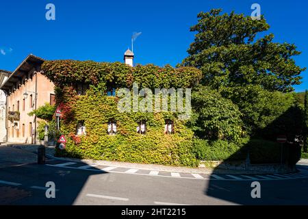 Ein mittelalterliches Haus des Dorfes Cison di Valmarino, überwuchert von Virginia Creeper (Parthenocissus quinquefolia). Stockfoto