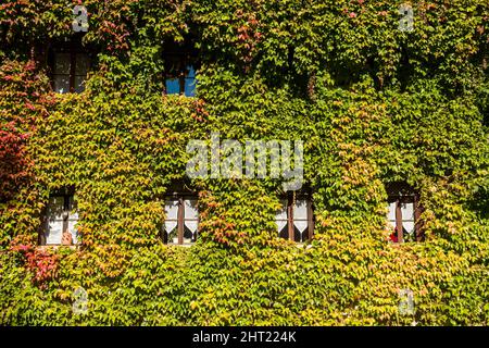 Detail eines mittelalterlichen Hauses des Dorfes Cison di Valmarino, bewachsen mit Virginia Creeper (Parthenocissus quinquefolia). Stockfoto