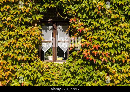 Detail eines mittelalterlichen Hauses des Dorfes Cison di Valmarino, bewachsen mit Virginia Creeper (Parthenocissus quinquefolia). Stockfoto