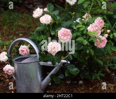 Buskrosen 'Maidens Blush' vid vattenkanna Stockfoto