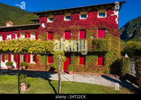 Ein mittelalterliches Haus des Dorfes Cison di Valmarino, überwuchert von Virginia Creeper (Parthenocissus quinquefolia). Stockfoto