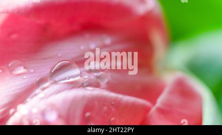 Tulpenmakro mit Tropfen aufgenommen. Frühlingshintergrund. Stockfoto