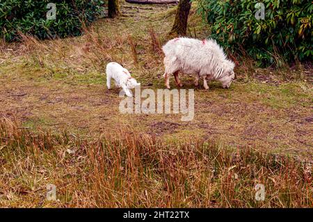 Ein Mutterschafe und ihr Lamm grasen auf wachsendem Frühlingsgras auf einer Waldlichtung in der Nähe der Llanberis Lake Railway im Snowdonia National Park Stockfoto