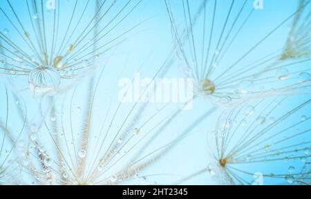 Dandelionssamen auf blauem Hintergrund. Weichfokus, Makroaufnahme. Stockfoto