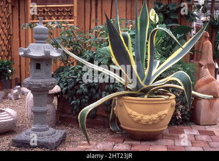 Große Agave im Topf Stockfoto