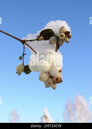 Schnee auf der Schneebeere Stockfoto