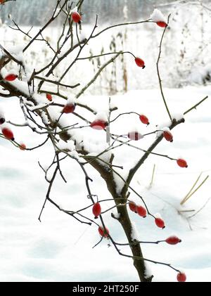 Schneebedeckter Hagebuttenbusch Stockfoto