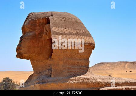 Die große Sphinx von Gizeh, eine große Statue in Form eines Tieres mit einem menschlichen Kopf, Detail des Kopfes, Kairo, Ägypten. Stockfoto