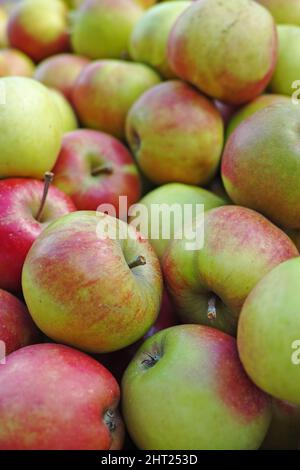 Ein Foto von Äpfeln. Ein Foto ein Apfel am Tag hält den Arzt weg Äpfel. Stockfoto