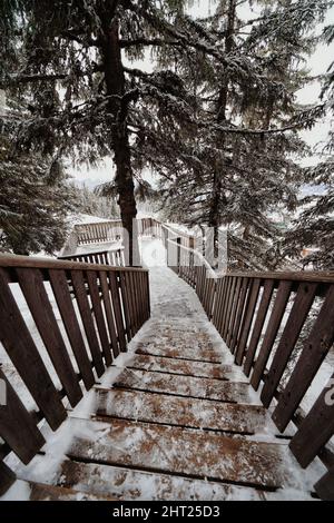 Vertikale Aufnahme einer gefrorenen Holztreppe und schneebedeckten Bäumen im Winter Stockfoto